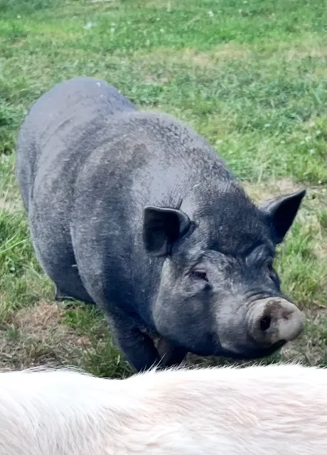 animal lost   02110 Prémont Harisson