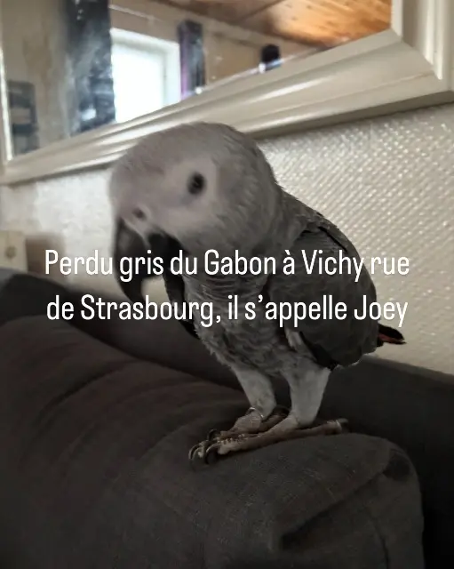animal lost   03200 Vichy Joey