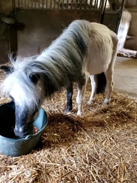 animal lost   03110 Vendat Ramel