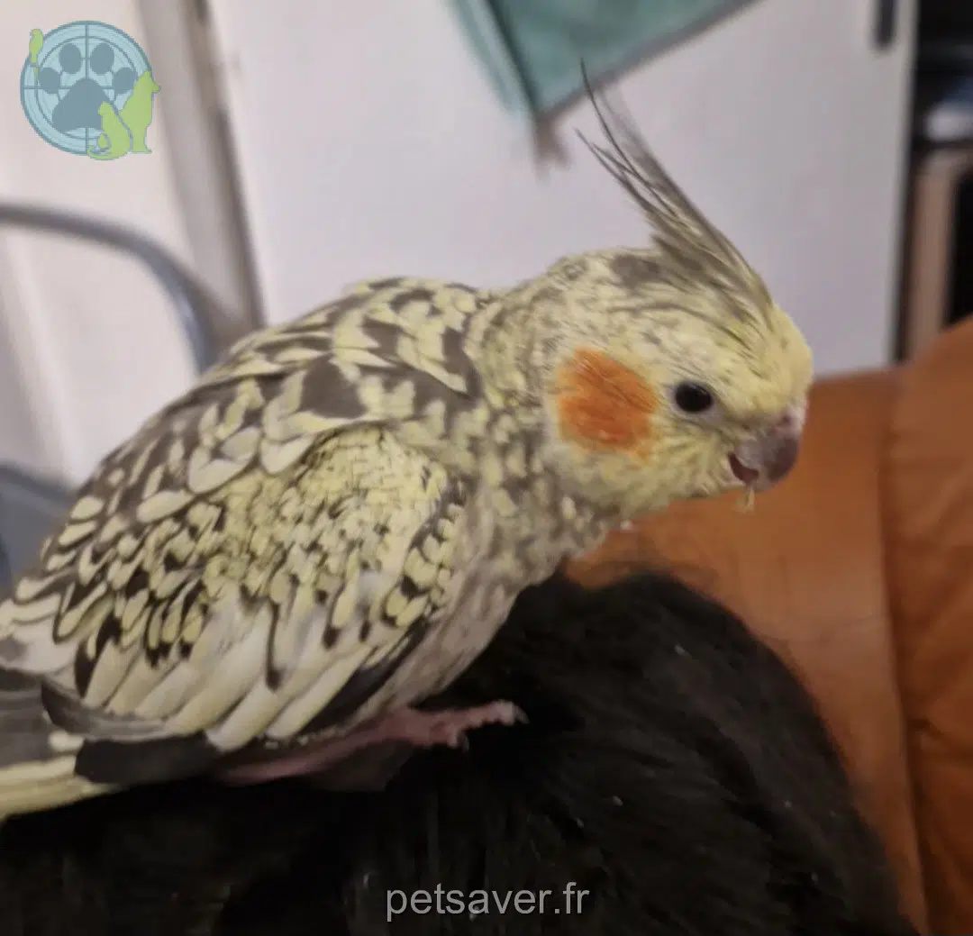 animal lost    Cannes Gucci