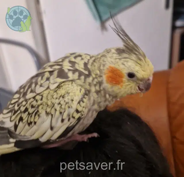 animal lost    Cannes Gucci