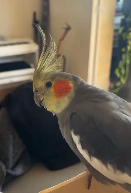 animal lost   06560 Valbonne Picky