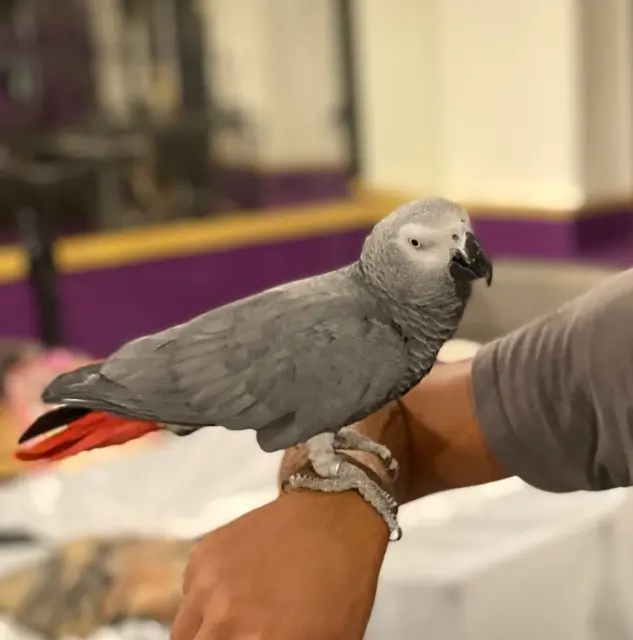 animal lost   06530 Peymeinade Pipo