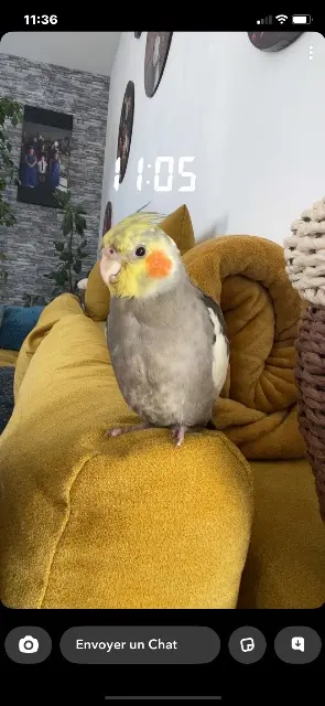 animal lost   07700 Bourg-Saint-Andéol Riko