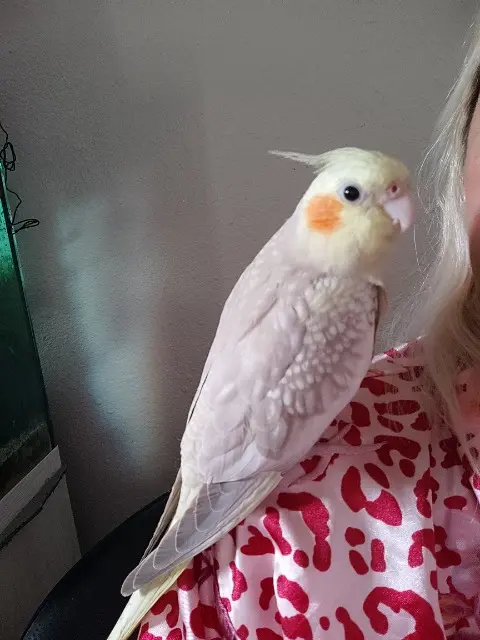 animal lost   11000 Carcassonne Twinie