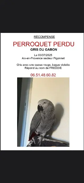 animal lost    Aix-en-Provence Freddie