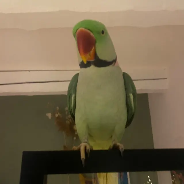 animal lost    Aix-en-Provence Paco