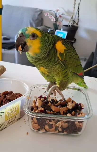 animal lost   13124 Peypin Mantequilla