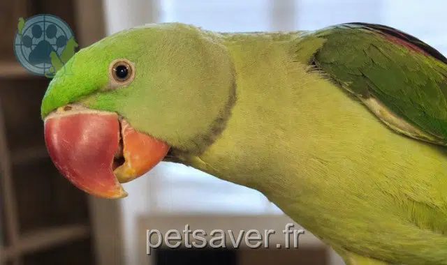 animal lost 13270 Fos-sur-Mer Yoda