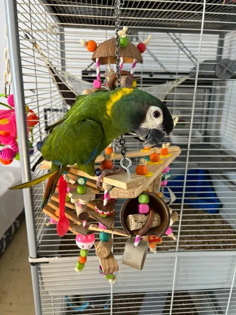 animal lost   13500 Martigues Yoshi