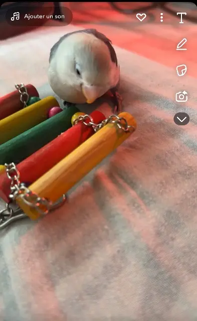 animal lost   16000 Angoulême Goku