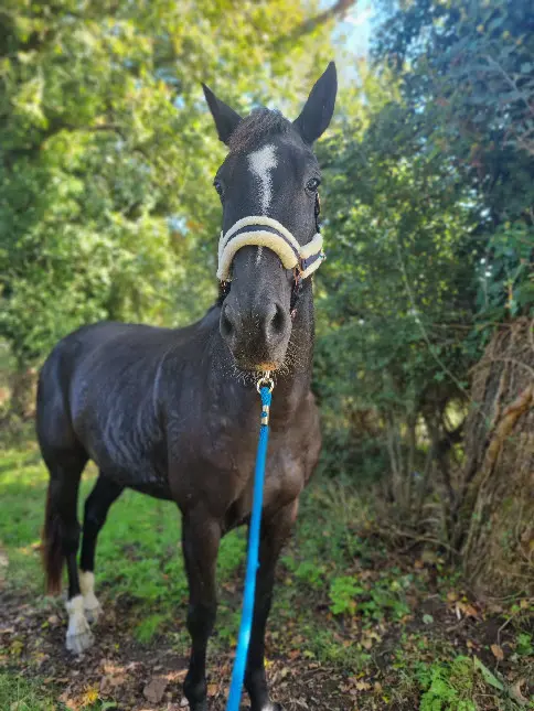 animal lost  Chemin de Môquet 16210 Rioux-Martin Jamin