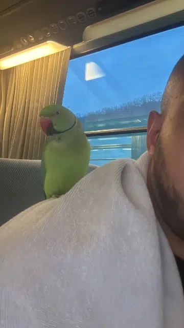 animal lost   16220 Eymouthiers Pépé