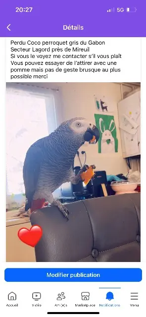 animal lost   17140 Lagord Coco