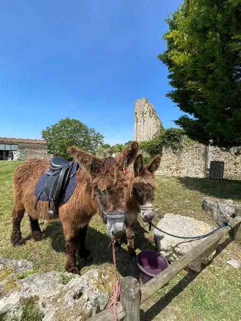 animal lost   17600 Saint-Sornin Octave et nounours