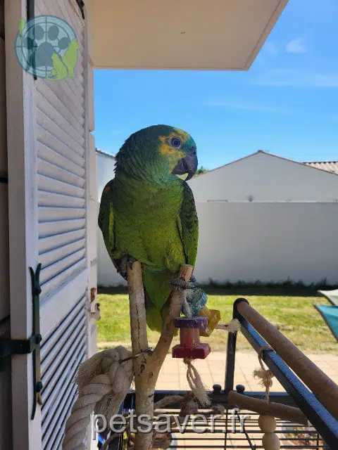animal lost   17200 Saint-Sulpice-de-Royan Pablo