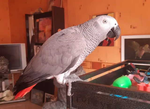 animal lost   17320 Saint-Just-Luzac Popeye