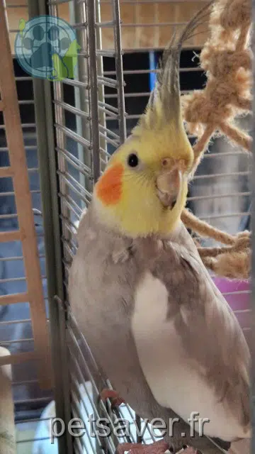 animal lost 21110 Cessey-sur-Tille Anita