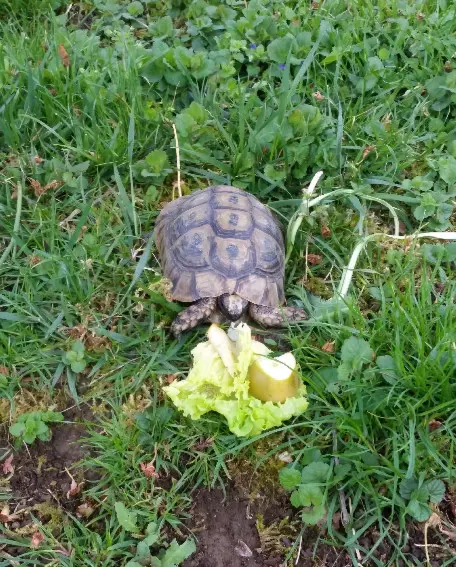 animal lost  Grande Rue 25550 Bavans 