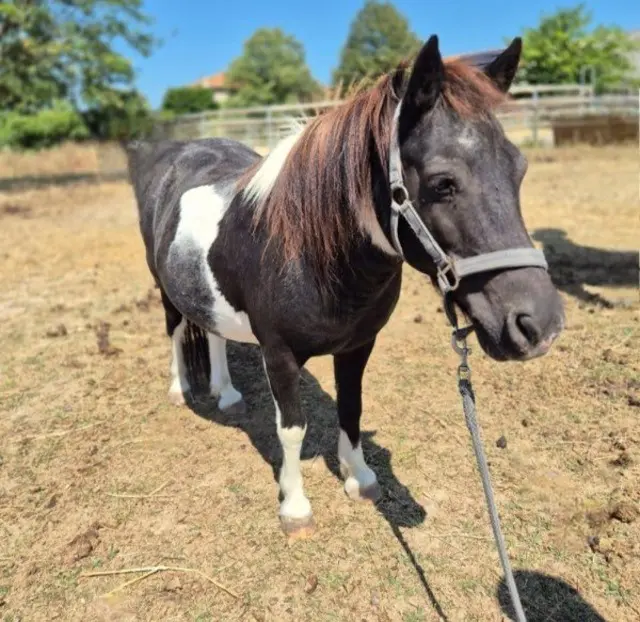 animal lost   26260 Saint-Donat-sur-l'Herbasse Spirit