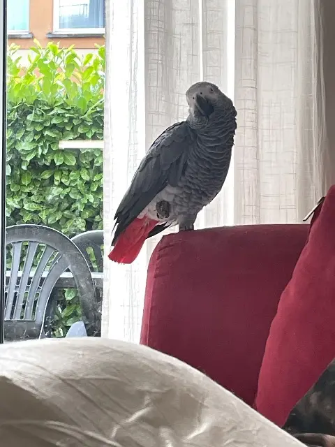 animal lost   27220 Mouettes Kiko