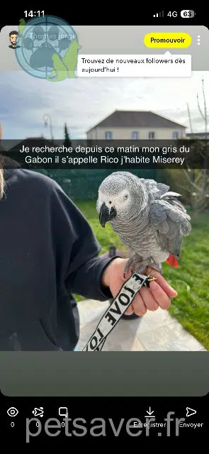 animal lost   27930 Miserey Rico