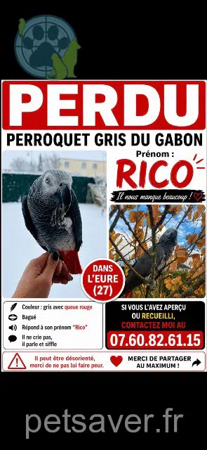 animal lost   27110 Graveron-Sémerville Rico