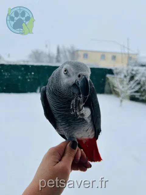 animal lost   27930 Miserey Rico