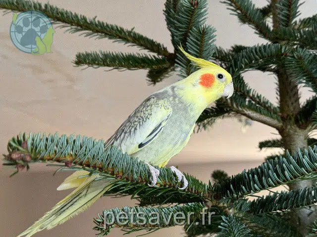 animal lost   28140 Lumeau Urby