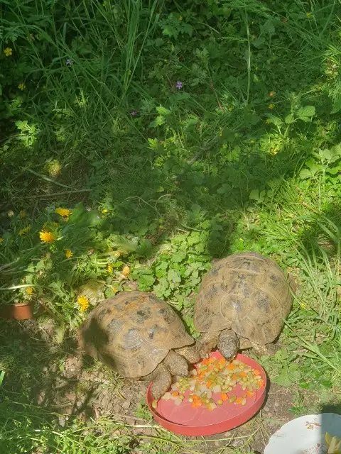 animal lost   29830 Ploudalmézeau caroline