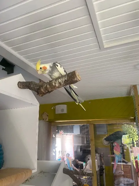 animal lost   29180 Plogonnec Charly