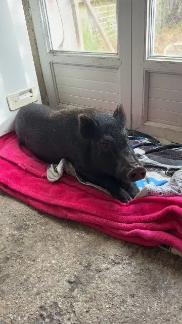 animal lost   30300 Beaucaire Pumba