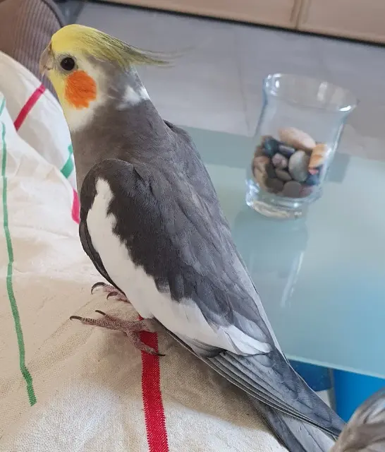 animal lost   31870 Lagardelle-sur-Lèze Floki