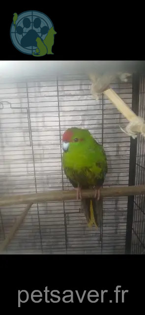 Tier vermisst 31800 Saint-Gaudens Kakariki Tier lost 31800 Saint-Gaudens Kakariki