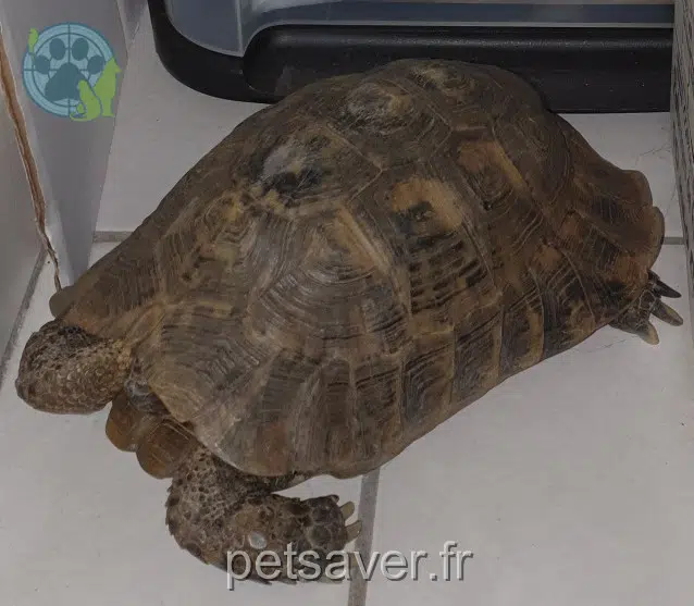 animal lost 31280 Mons Tornade