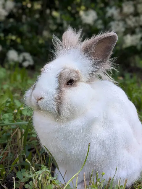 animal lost    Toulouse Gropou