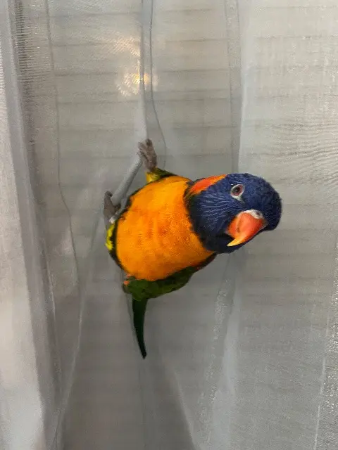 animal lost    Toulouse Toka