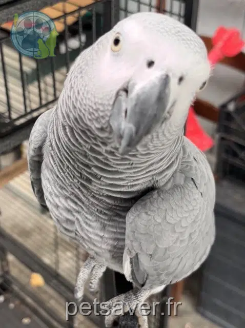 animal lost   31590 Verfeil Voyou