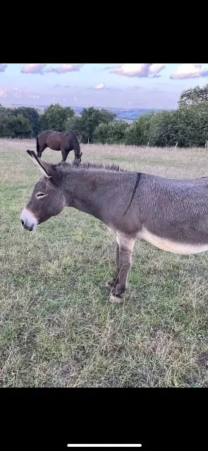animal lost   32310 Valence-sur-Baïse Karadoc