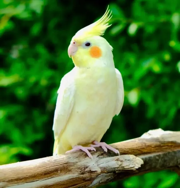 animal lost   33840 Captieux Coco