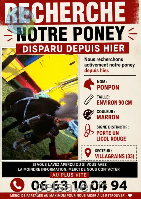 animal perdu 33650 Cabanac-et-Villagrains Ponpon animal lost 33650 Cabanac-et-Villagrains Ponpon