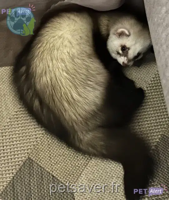 animal lost   33830 Belin-Béliet Yooshi