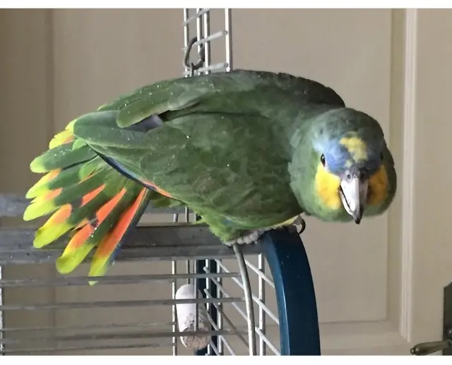 animal lost   33140 Cadaujac Zoé