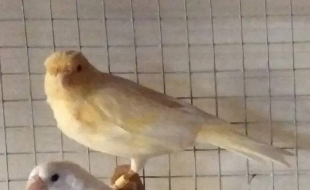 animal lost   35130 La Guerche-de-Bretagne Canari