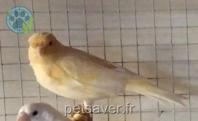 dier vermist 35130 La Guerche-de-Bretagne Canari dier lost 35130 La Guerche-de-Bretagne Canari