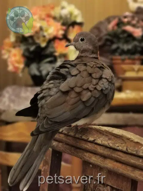 animal lost    Rennes Rozenn