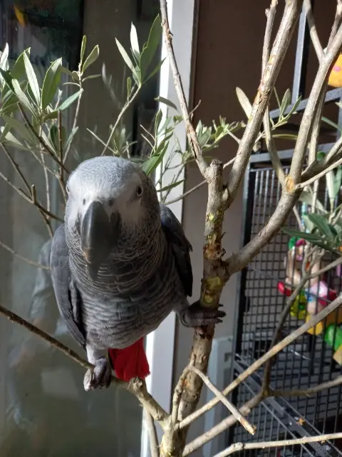 animal lost   38140 La Murette Birdy