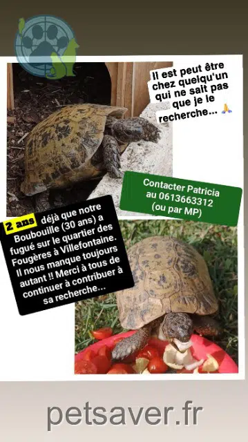 animal lost   38090 Villefontaine Boubouille