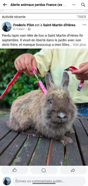 animal lost   38400 Saint-Martin-d'Hères Fleche