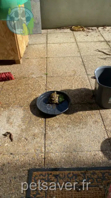 animal lost   38320 Eybens Mahé